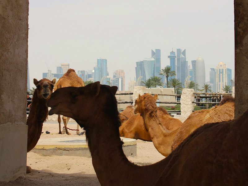 Doha tents