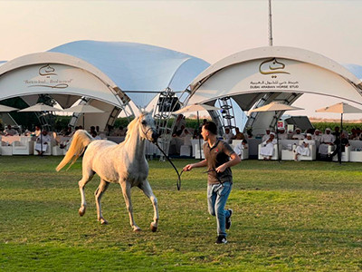Dubai Arabian Horse Stud
