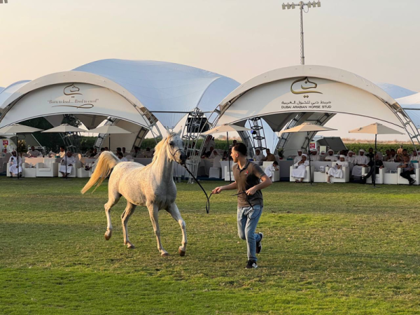 Dubai Arabian Horse Stud