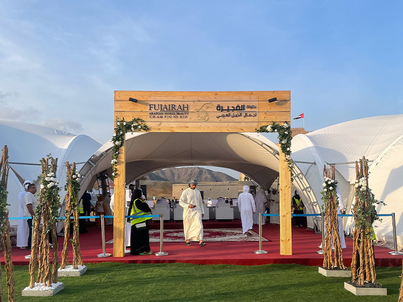 Fujairah Horse Beauty