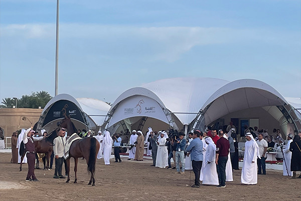 Fujairah Horse Beauty project view 5