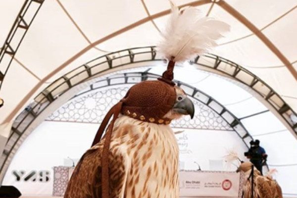 President Cup at Abu-Dhabi Falconers Club project view 5