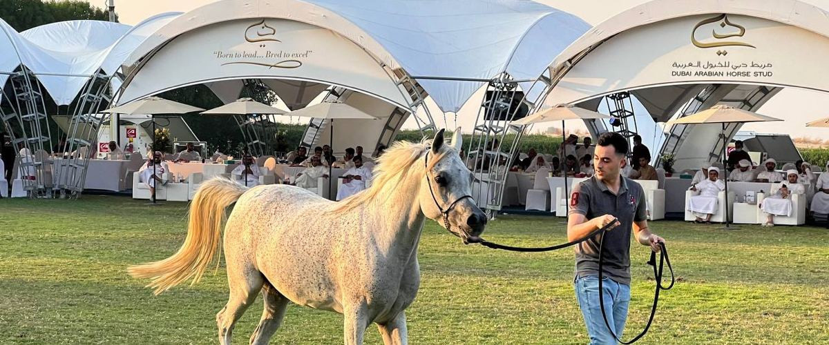 Dubai Arabian Horse Stud project view 1