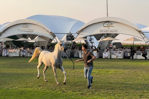 Dubai Arabian Horse Stud project view 2